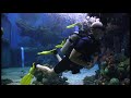 Diving The Epcot Aquarium At Disney World