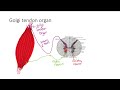 Golgi Tendon Organ | MSK | Step 1 Simplified