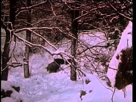 Амурский тигр vs вепрь Мегафайт