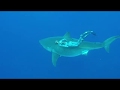 Hawaii Great White Ocean Ramsey. SAVE SHARKS!