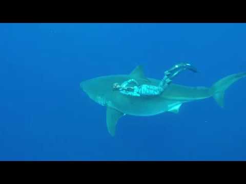 Hawaii Great White Ocean Ramsey. SAVE SHARKS!