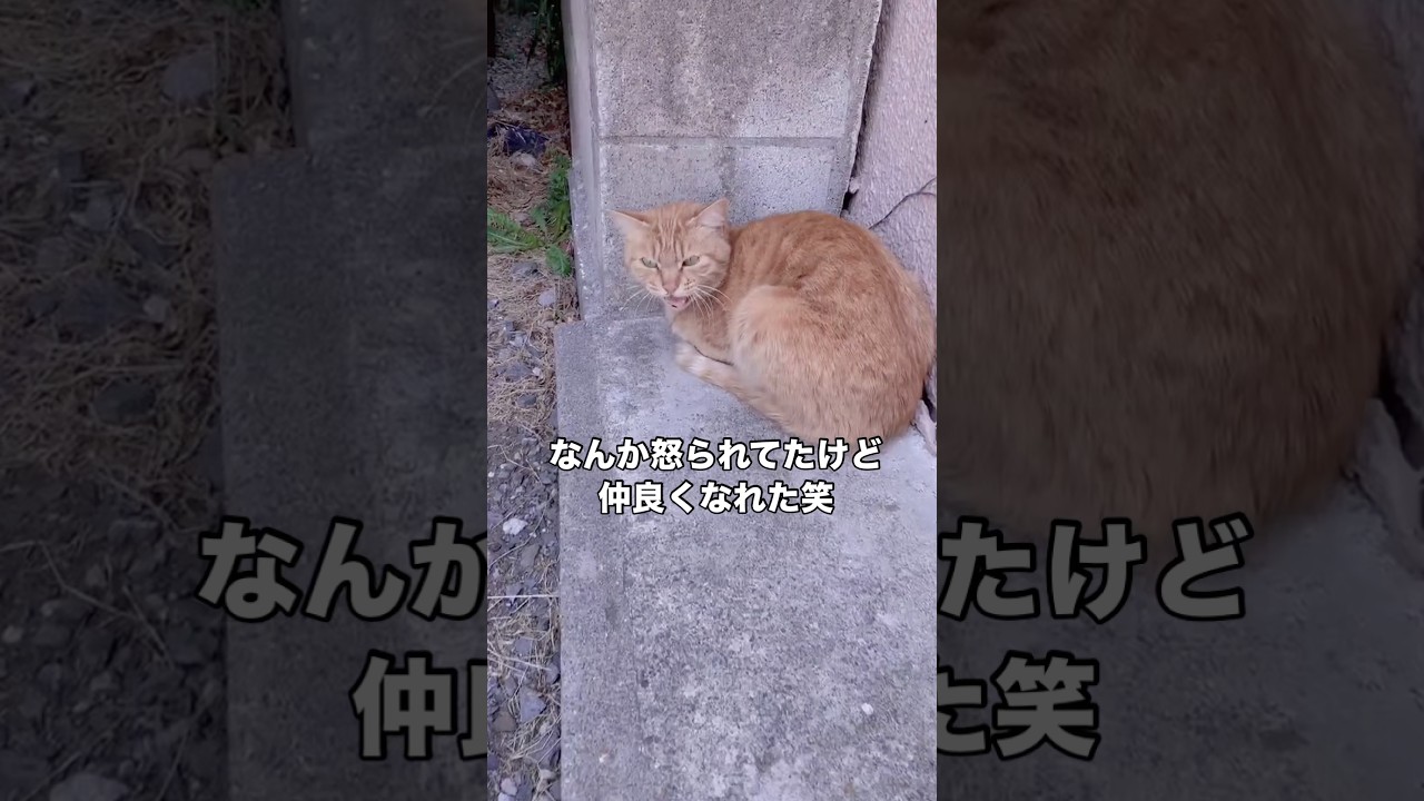 野良猫に遭遇してなんか怒られてたけど結局仲良くなれた #野良猫 #茶トラ #地域猫 #shorts