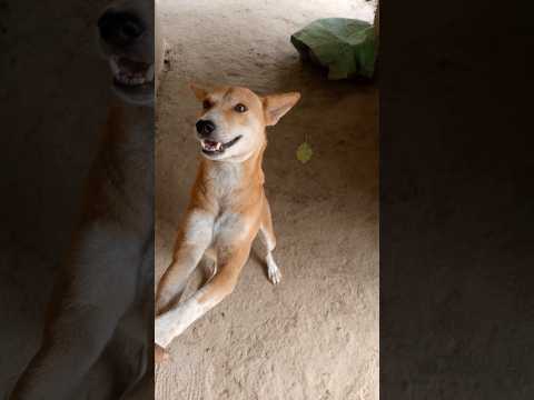 #dog #animal lover Niladri #funny #viral video#subscriber #shorts
