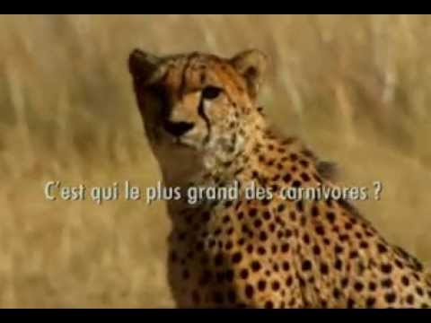 Cheeta Run - Ember a gepárd ellen