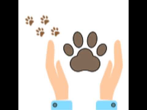 My ultimate guide to pilling your pets!