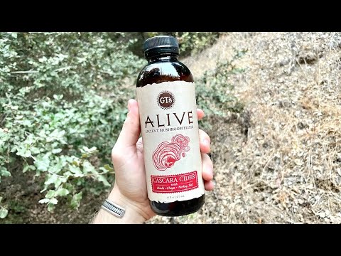 Alive Ancient Mushroom Elixir | Cascara Cider, Matcha Vanilla, & Root Beer Mushroom Drinks
