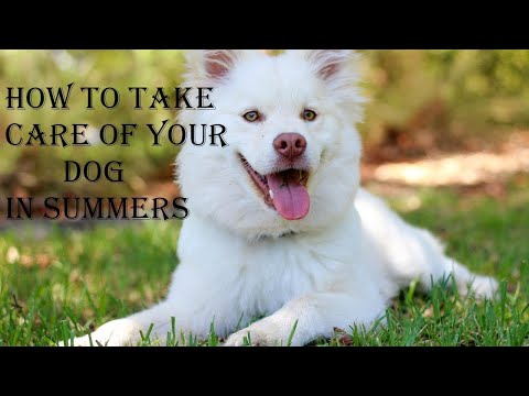 How To Take Care Of The Dog In Summer