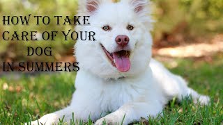 How To Take Care Of The Dog In Summer