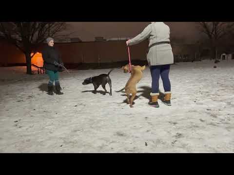 Route 66 & Daylin leash test