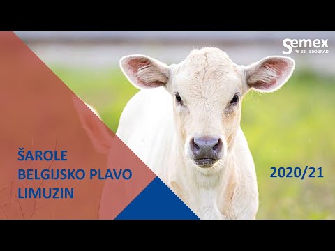 Ponuda - Šarole, B. Plavo, Limuzin 2020/2021