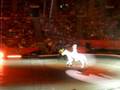 Hector En Ringling
