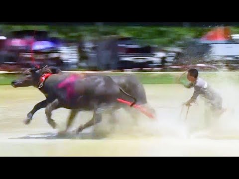 Why These Farmers Are Racing Their Buffalo