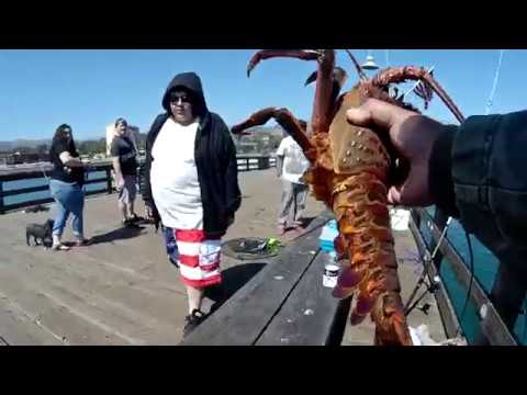 Mackerel & Spiny Lobster! Ventura Pier ( S O - C A L ✰ F I S H I N G )