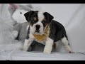 Mixed Breed dogs for sale: Wrangler - Video 1