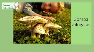 TERMÉSZETVÉDELMI KÖRKÉP - ÖTÓRAI ZÖLDTEA 4. 