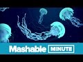Should We Fear Underwater Drones Mashable Minute With Elliott Morgan
