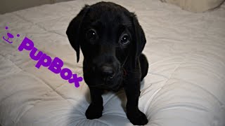 Labrador Puppies First PupBox!!