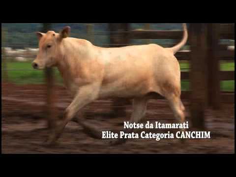 PCAD 2011 - Notse da Itamarati - Elite Prata Categoria Canchim (prova 2)