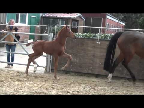 *2016 Stutfohlen von Le Vivaldi - Christ - SOLD