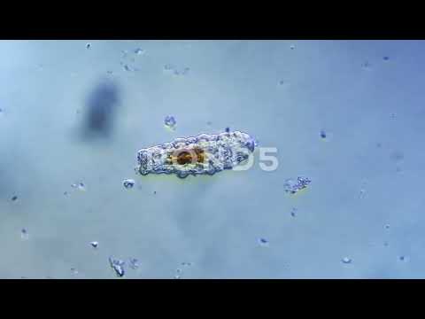 Meet the tardigrade, the toughest animal on Earth