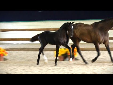 Tuxedo ISF by Cum Laude - 2023 KWPN-NA keuring - Developing Dressage Horse at Iron Spring Farm