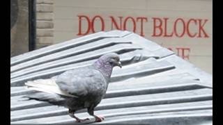 SAVE THE PIGEONS
