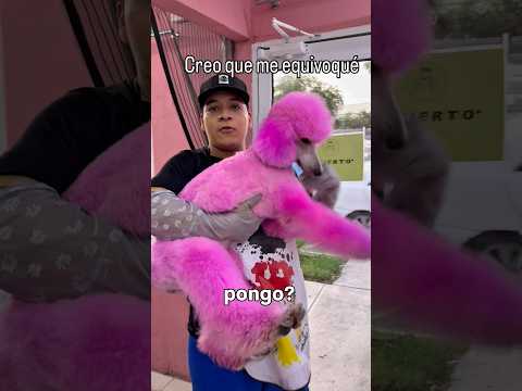 Creo que me equivoqué #mascotas #perros #perrosfelices #humor #comedia