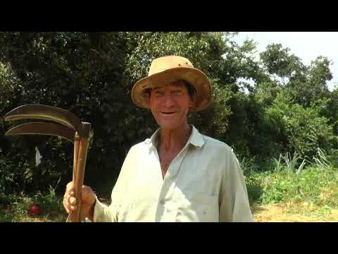 A COLHEITA DE ARROZ NO VALE DA GURITA - DELFINÓPOLIS MG