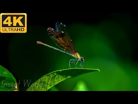 4K The Most Beautiful Insect World - calm music for Relaxation #animals #insects #viral