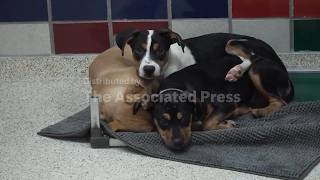 Concerns about the New World screwworm have put Texas pet adoptions on hold