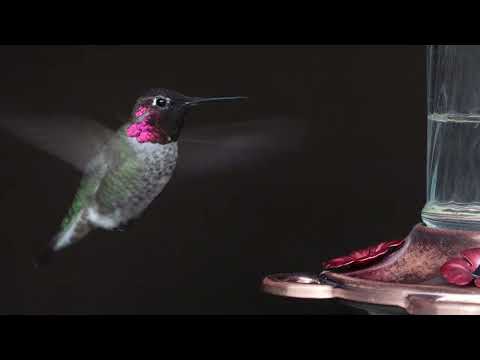 Male Anna's hummingbird at the feeder