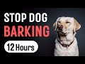 Sound To Stop Dogs Barking For Dog Training And Correction 12 Hours