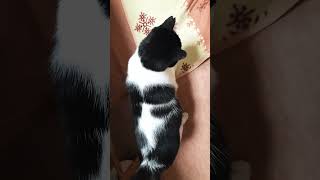 今朝のおはようのスリスリ　#cat #ねこ #ねこ動画 #ねこと会話 #かわいい猫