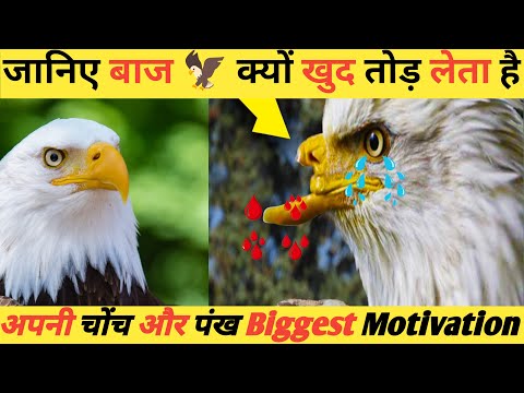 आखिर बाज 🦅क्यों खुद तोड़ लेता है अपने चोंच और पंख #motivation #story #mustwatch