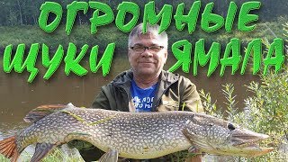 Все о ловле щуки в янао
