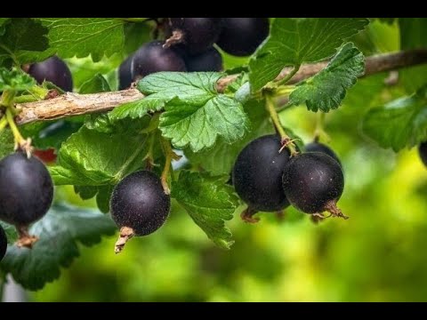 josta rezidba - jostaberry pruning