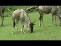 Wildebeests Return To Detroit Zoo