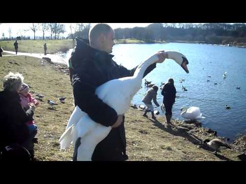 sCHWAN MIT hAND GEFANGEN!!!!!!!!!!!!!!!!!!!!!!!!!