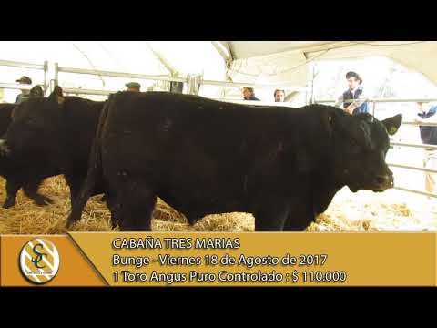 18-08-17 Venta de Toros P.P. y P.C. - Cabaña Tres Marias - Bunge.