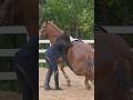 Clever ️ Haris Horseriding Horsevideo Horseride Horserider Horses Horse Funny Funnyvideo