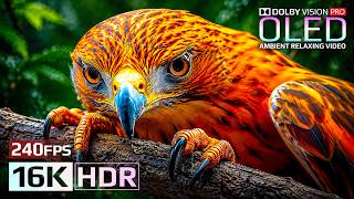 The Most Stunning 16K HDR Video Yet | OLED Showcase for 8K/4K TVs
