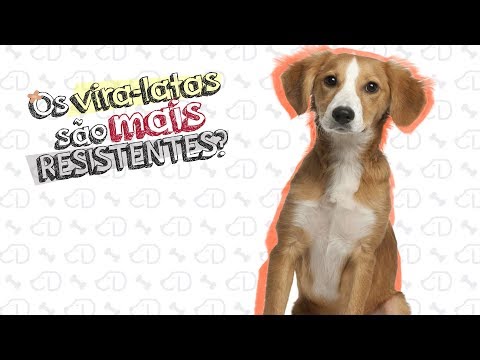 Os VIRA-LATAS são MAIS RESISTENTES?! #Dogueiros #ViraLatas