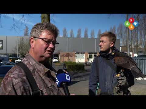 Met Pip de meeuwenoverlast te lijf: "Meeuwen zijn hele slimme dieren"