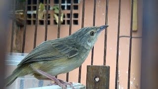 Download lagu Video,Kicau Mania,Ciblek Sawah,Ciblek Pines Alami Buat masteran mp3 Download lagu Video,Kicau Mania,Ciblek Sawah,Ciblek Pines Alami Buat masteran mp3