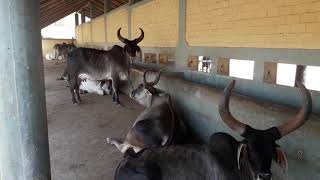 preview picture of video 'येथील कांकरेज गाय गोशाळा'