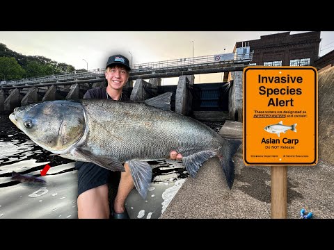 Catching the Most INVASIVE Fish in America under MASSIVE Dam!