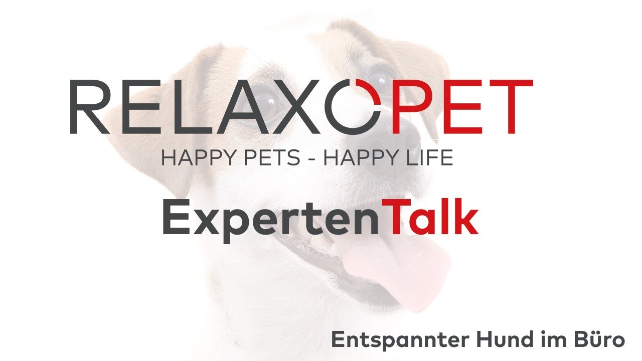 Expert Talk No.10 - The relaxed dog in the office