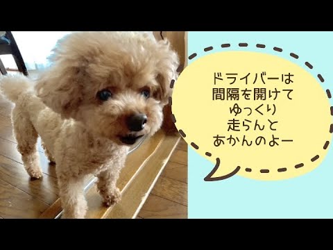 ワンワンU・x・Uお悩み相談室8️⃣4️⃣〜永平寺町「ウィルくん」#歩行者の皆さん斜め横断は危険です #ドライバーさんは歩行者のそばを通る時は間隔を空けてゆっくり🚗↔️👴