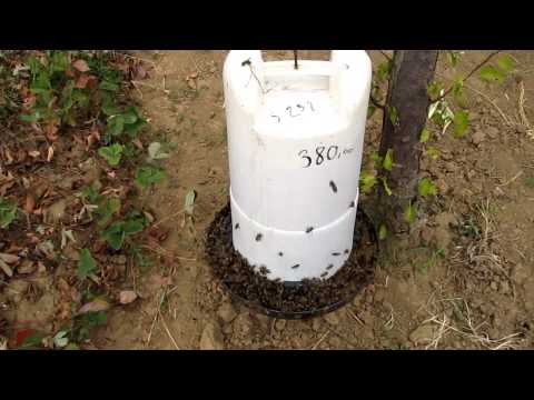 Poilica na pčelinjaku 002