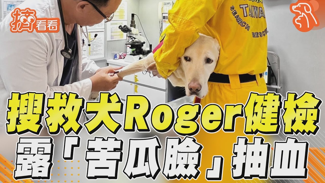 花蓮地震/搜救犬任務結束 咬麥Roger「苦瓜臉」站診療台檢查